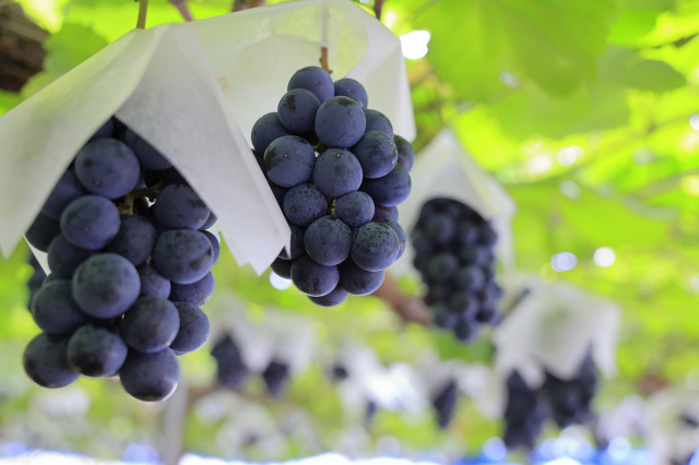 山口県おすすめぶどう狩りスポット