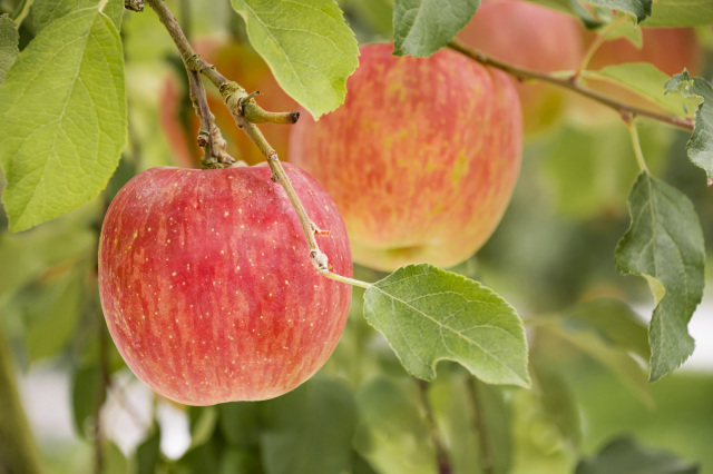 山口県りんご狩りまるわかりガイド