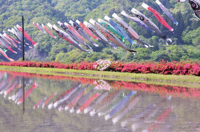 【津和野町】麓耕つつじの里