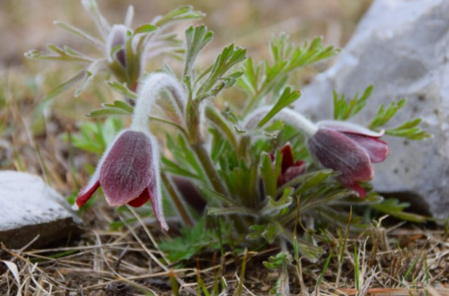ジオガイドと行くウォーキング♪秋吉台で春の草花を楽しもう