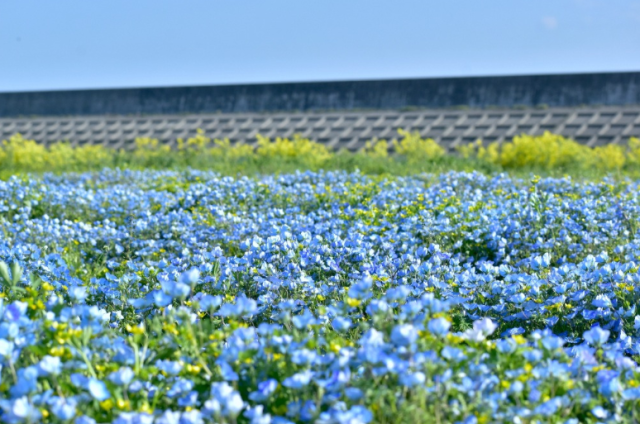 ツツジやネモフィラなど！5月・6月が見頃の花の名所8選