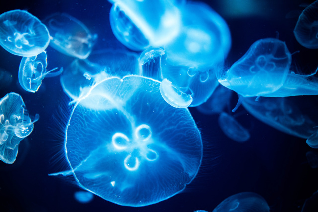 下関市|海響館 夜の水族館