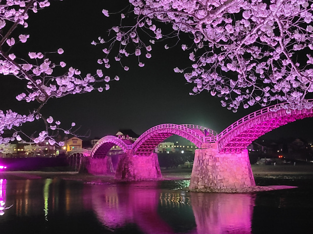 錦帯橋　夜桜 ライトアップ