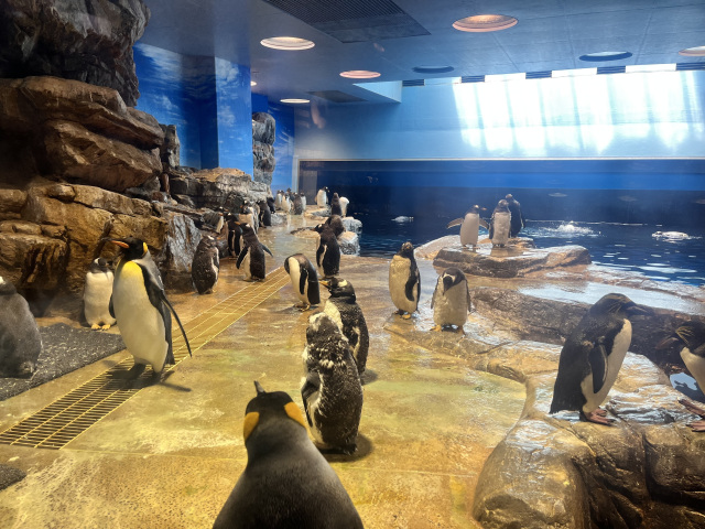 海響館 ペンギン