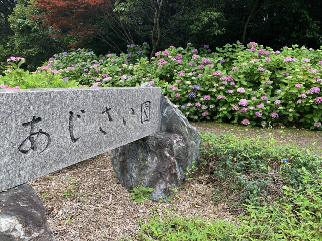 江汐公園　あじさい