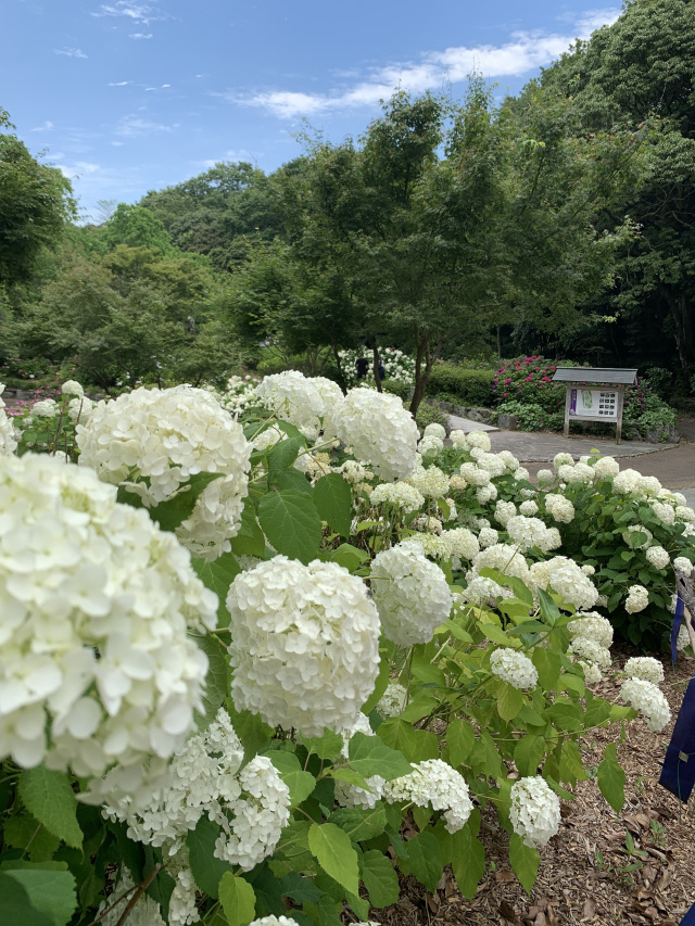 江汐公園　あじさい