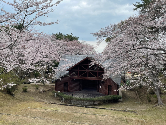 若山公園　桜