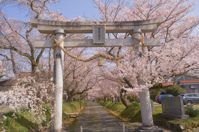徳佐八幡宮しだれ桜