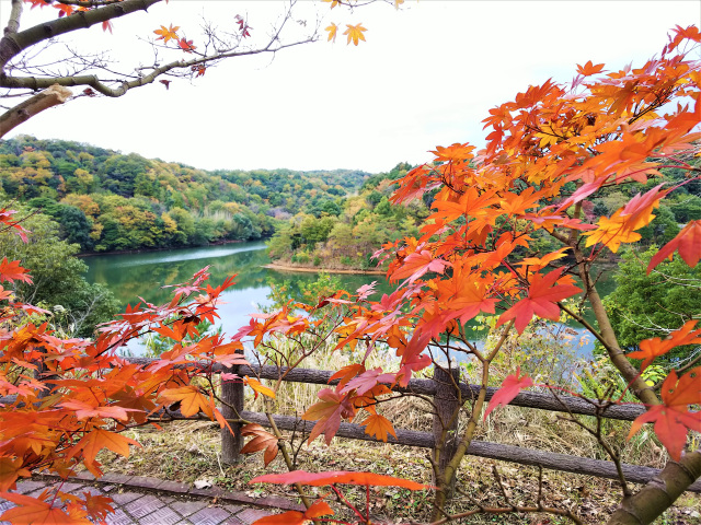 今富ダムと紅葉
