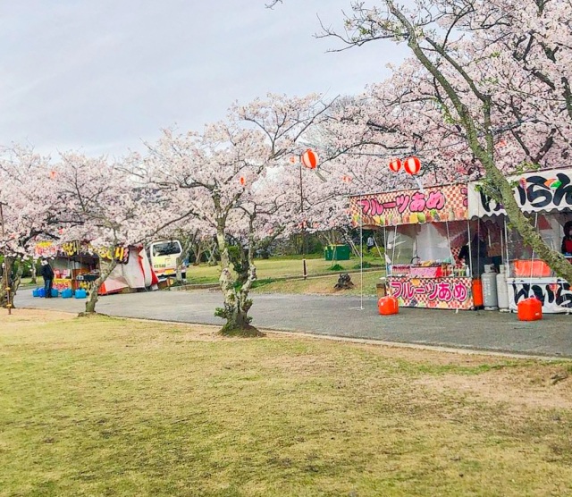 戦場ヶ原公園の桜