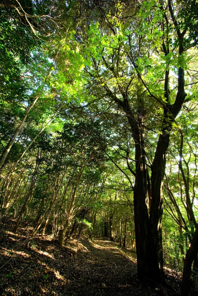 国見台森林公園