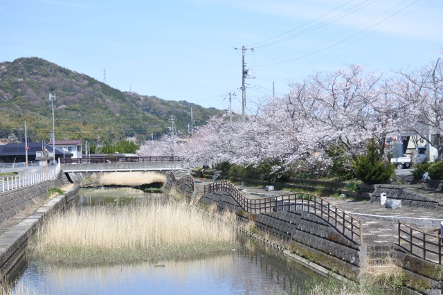 熊川河畔桜並木