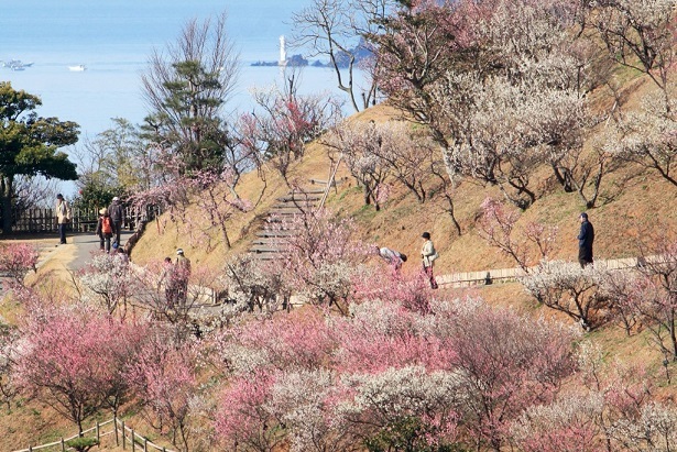 冠山総合公園　梅まつり