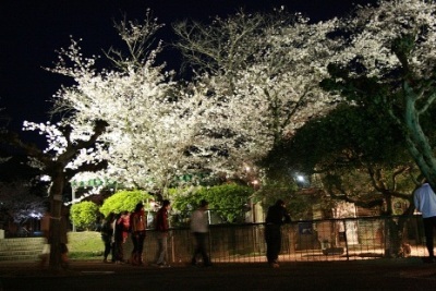 周南市徳山動物園「夜桜開園」