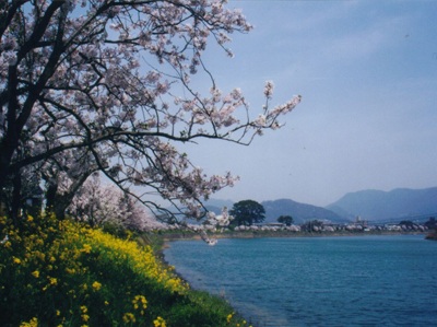 橋本川桜並木