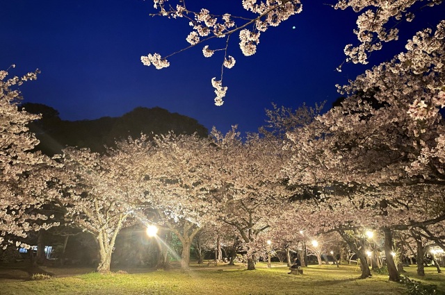 萩城跡指月公園桜ライトアップ