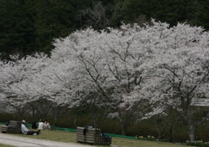 大正洞周辺桜