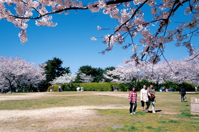 老の山公園桜