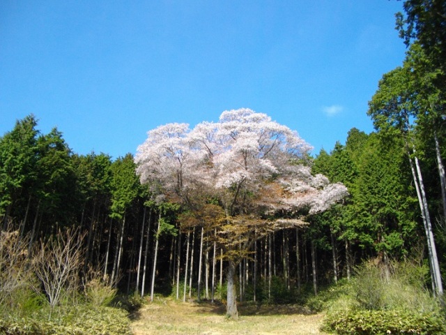 金松桜