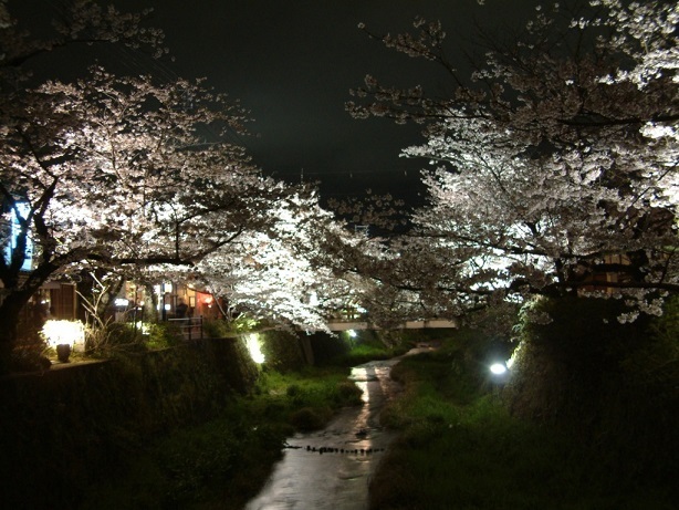 一の坂川　桜のライトアップ