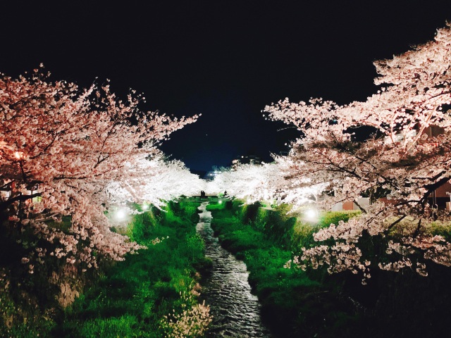 一の坂川　桜のライトアップ
