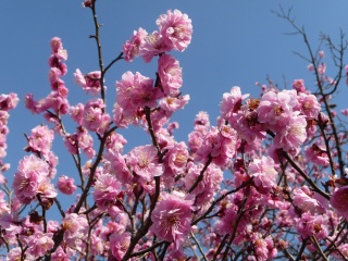 ときわ公園　春の花物語　うめ