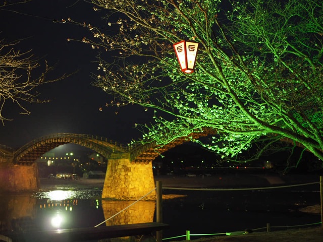 錦帯橋桜ライトアップ２