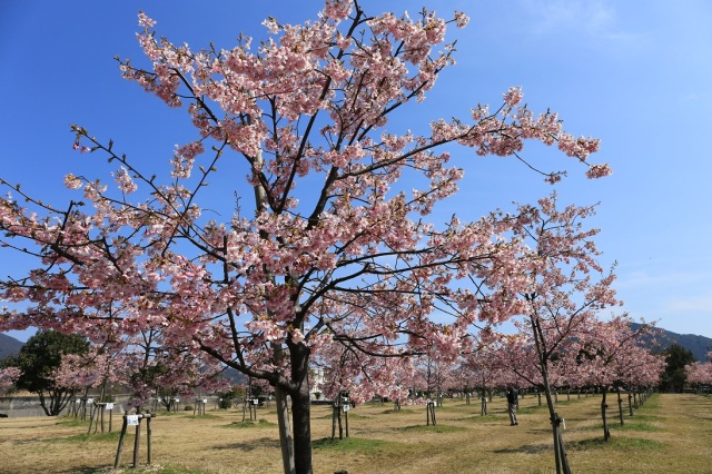 海が見える「花の園」(新築地緑地公園)