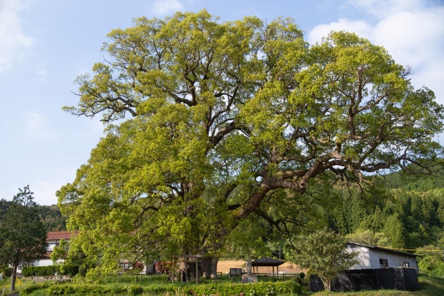 島根で一番大きな木　～池村のクスノキ～