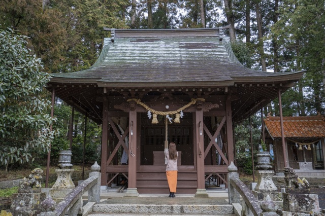 厳島神社の巨樹群