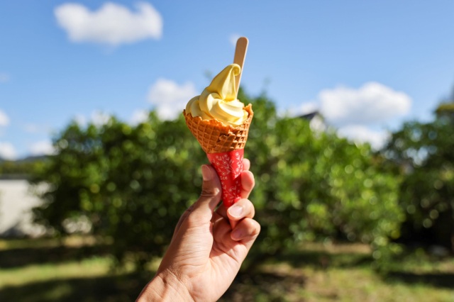 歩いた後にお楽しみいただける夏みかんソフトクリーム（堀内A/Bコース、萩城フルコース、寺町コースのみ）