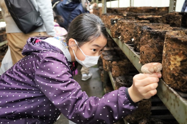 高地の綺麗な水と空気で育まれた 『きのこ栽培工場見学・収穫体験』