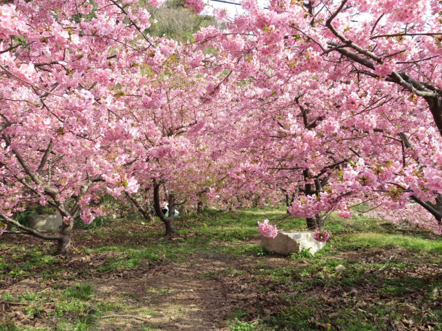 周防大島小積の河津桜