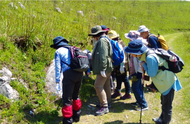 秋吉台植物観察会　草原の芽吹きと帰り水のユリワサビ！！