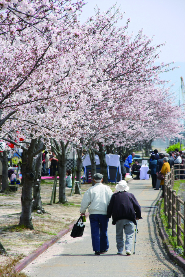 柳井桜土手