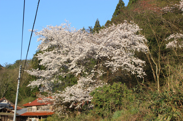 樵屋遠景と山桜