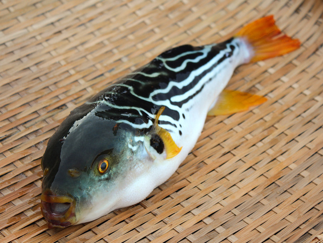 旬の地魚がおいしいまち・萩キャンペーン ~萩の天然ふぐ シ…