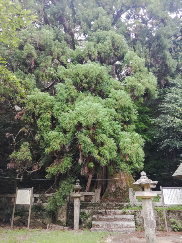 二の宮の大杉（山口市指定天然記念物）（出雲神社）