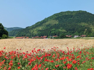 【認定ジオガイドと巡る】昔は千軒!?青景の里のたたずまいツアー(大地のかがやきコース)