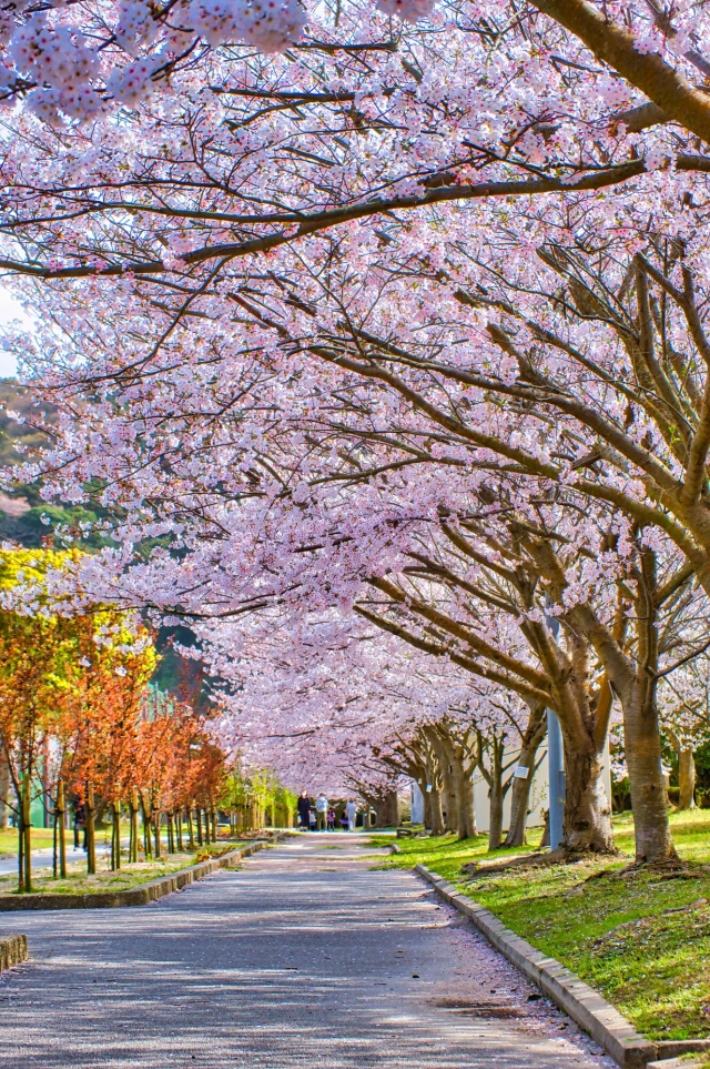 春を彩る桜スポット