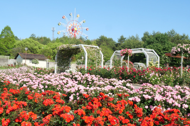 山口県の秋の花スポット