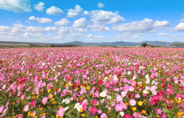 花の海