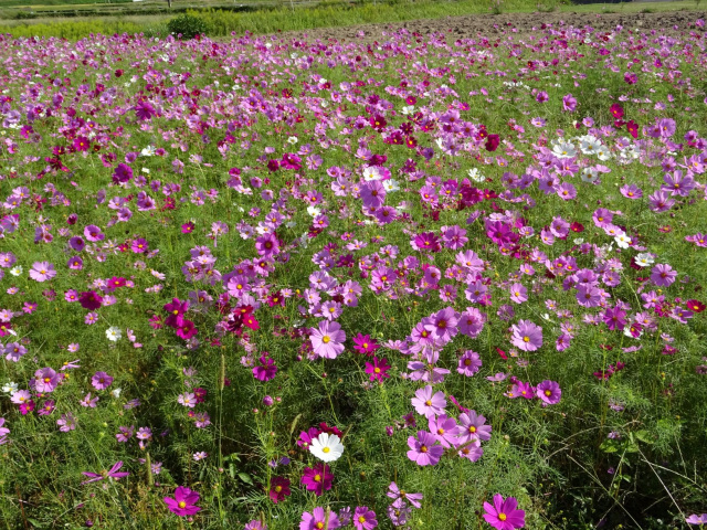 東田布施コスモスまつり