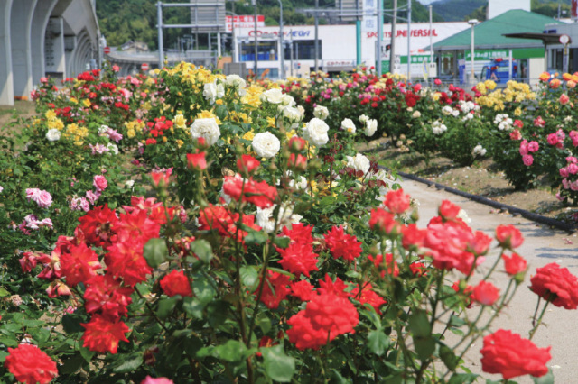 花岡 道のオアシス　バラ園