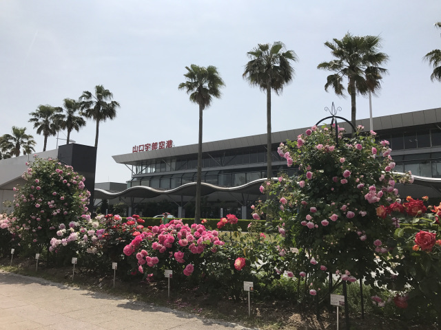 宇部空港　薔薇(バラ)園