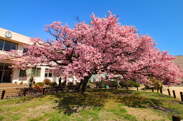 防府市向島の寒桜