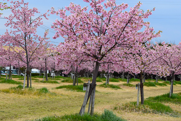 海が見える「花の園」(新築地緑地公園)