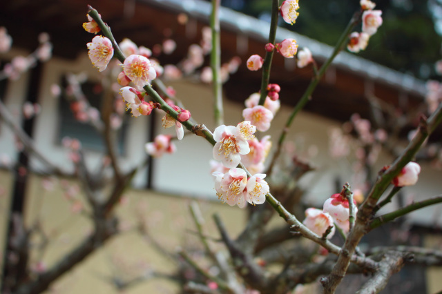 妙青寺