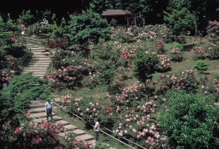 浅江神社　シャクナゲ苑