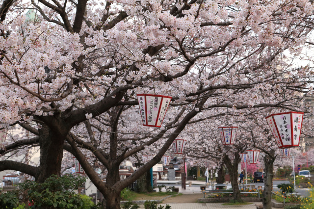 東川ぼんぼりまつり